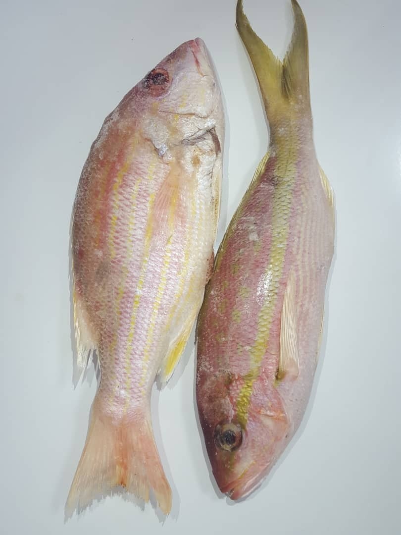 Snapper 1 - 2lbs