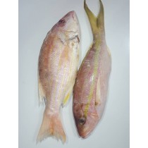 Snapper 1 - 2lbs