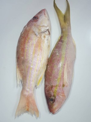 Snapper 1 - 2lbs